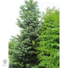 Kolorádófenyő megjelenése