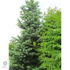 Kolorádófenyő megjelenése