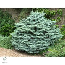 Törpe kolorádófenyő habitus