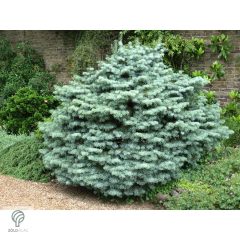 Törpe kolorádófenyő habitus