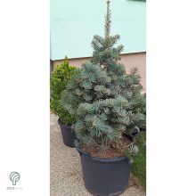 Törpe kolorádófenyő habitus