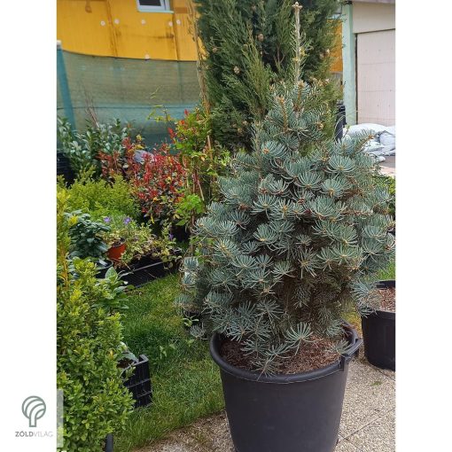 Törpe kolorádófenyő habitus