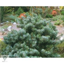 Törpe kolorádófenyő habitus