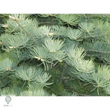 Kolorádófenyő megjelenése