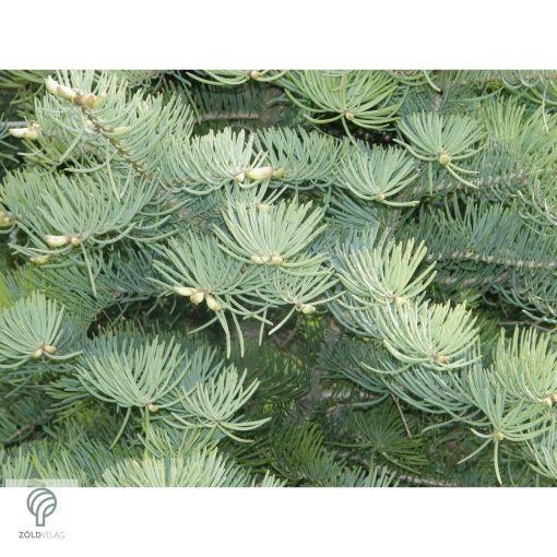 Kolorádófenyő megjelenése