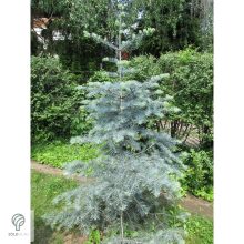 Kolorádófenyő megjelenése