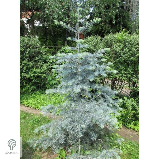 Kolorádófenyő megjelenése