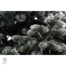 Kolorádófenyő megjelenése