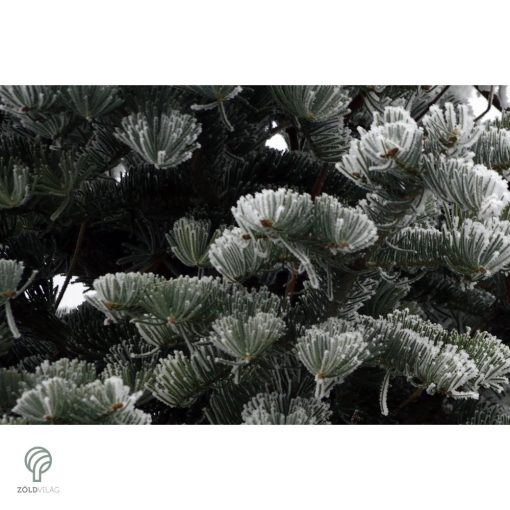 Kolorádófenyő megjelenése