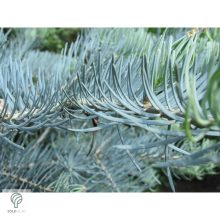 Kolorádófenyő megjelenése