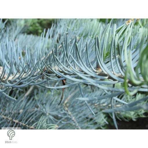 Kolorádófenyő megjelenése