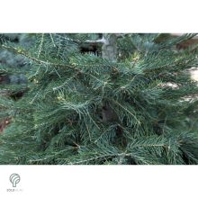 Kolorádófenyő megjelenése