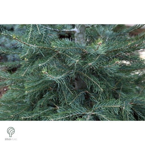 Kolorádófenyő megjelenése