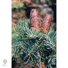 Kolorádófenyő megjelenése