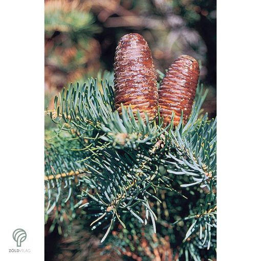 Kolorádófenyő megjelenése