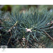 Kolorádófenyő megjelenése