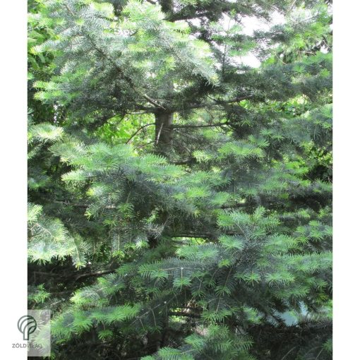 Kolorádófenyő megjelenése