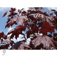 Crimson King vérjuhar karmazsin levelei