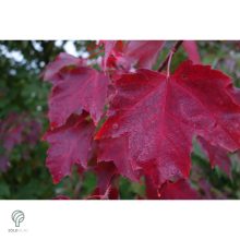 Crimson King vérjuhar karmazsin levelei