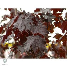 Crimson King vérjuhar karmazsin levelei