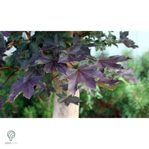 Crimson King vérjuhar karmazsin levelei