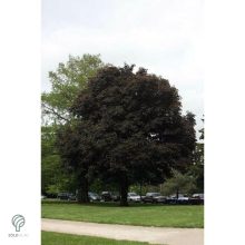 Crimson King vérjuhar karmazsin levelei