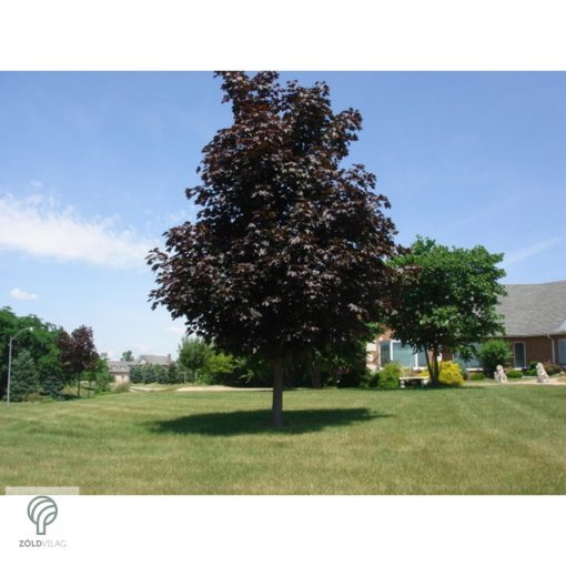 Crimson King vérjuhar karmazsin levelei