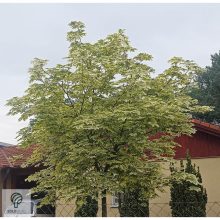 Drummondii korai juhar zöld lombtömeg előtt