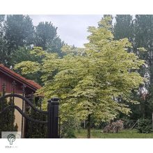 Drummondii korai juhar zöld lombtömeg előtt