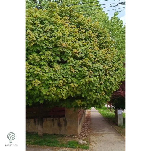 Gömbjuhar előkertben