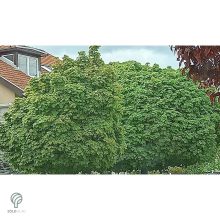 Gömbjuhar előkertben