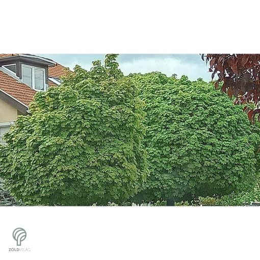 Gömbjuhar előkertben