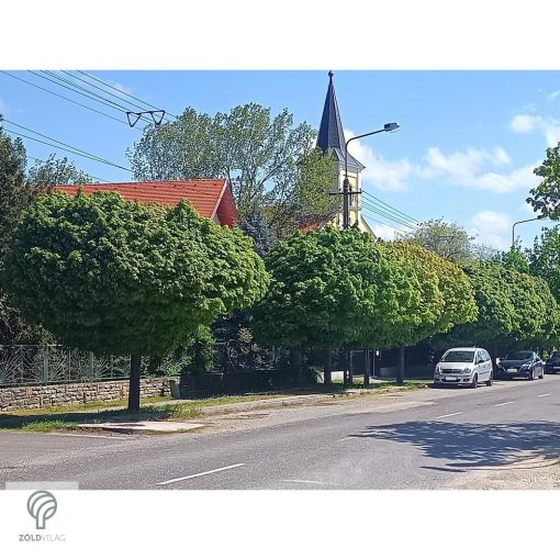 Gömbjuhar előkertben