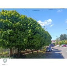 Gömbjuhar előkertben