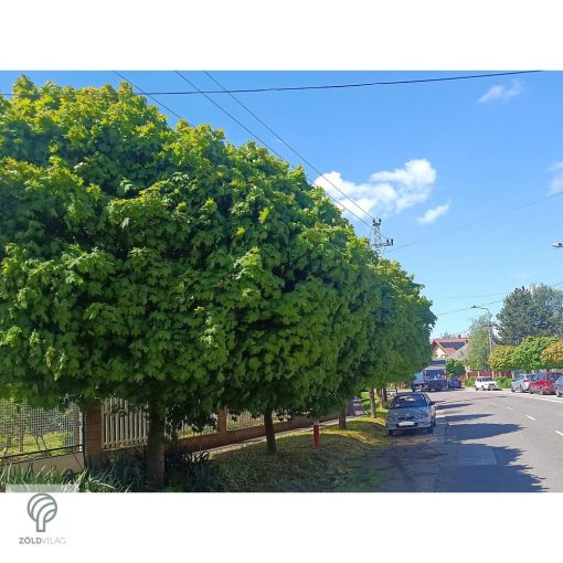 Gömbjuhar előkertben