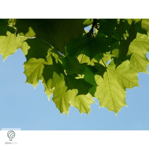 Gömbjuhar előkertben