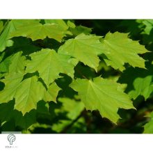 Gömbjuhar előkertben