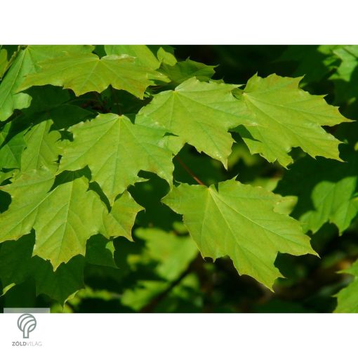 Gömbjuhar előkertben