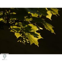 Gömbjuhar előkertben