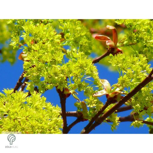 Gömbjuhar előkertben