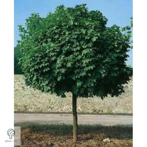 Gömbjuhar előkertben