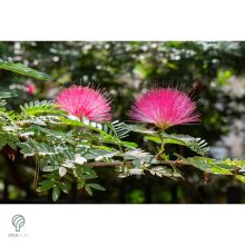 Selyemakác virágzás