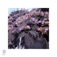 Bordólevelű selyemakác / Albizia julibrissin 'Summer Chocolate'