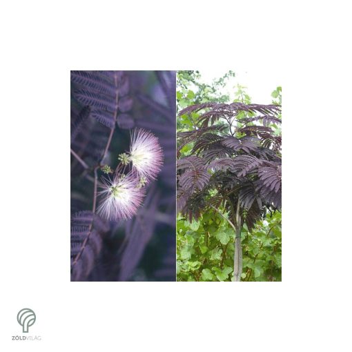 Bordólevelű selyemakác / Albizia julibrissin 'Summer Chocolate'