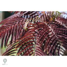 Bordólevelű selyemakác / Albizia julibrissin 'Summer Chocolate'