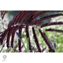Bordólevelű selyemakác / Albizia julibrissin 'Summer Chocolate'