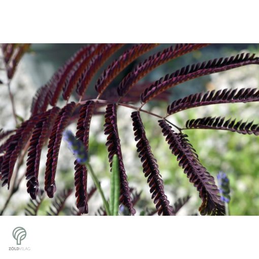 Bordólevelű selyemakác / Albizia julibrissin 'Summer Chocolate'
