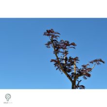 Bordólevelű selyemakác / Albizia julibrissin 'Summer Chocolate'