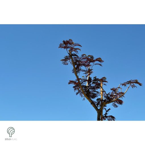 Bordólevelű selyemakác / Albizia julibrissin 'Summer Chocolate'