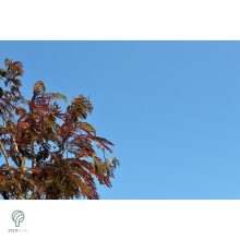 Bordólevelű selyemakác / Albizia julibrissin 'Summer Chocolate'